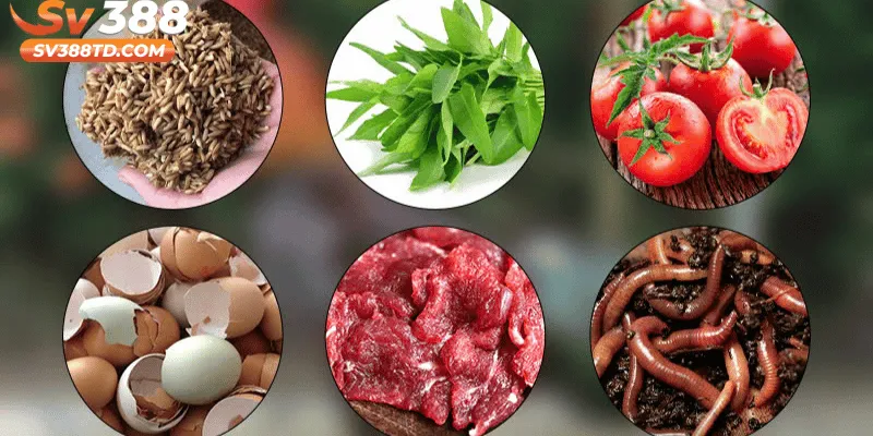 Hướng Dẫn Chăm Gà Đá Xạ Hiệu Quả Chuẩn Kỹ Thuật