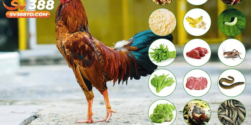 Dinh dưỡng hợp lý giúp tăng lực đá và sức bền
