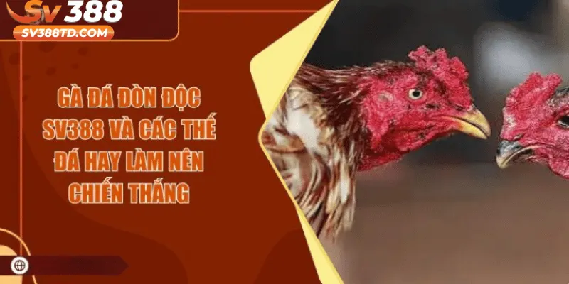Gà Đá Đòn Độc